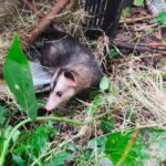 Fauna Silvestre CAR