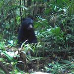 Oso Andino